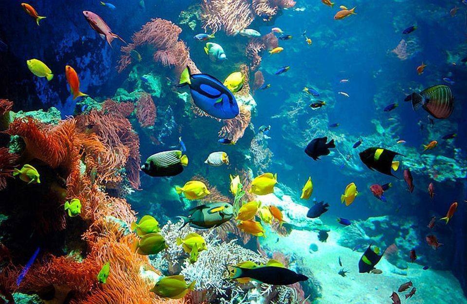 Marsa Mubarak Sea Trip  Marsa Alam